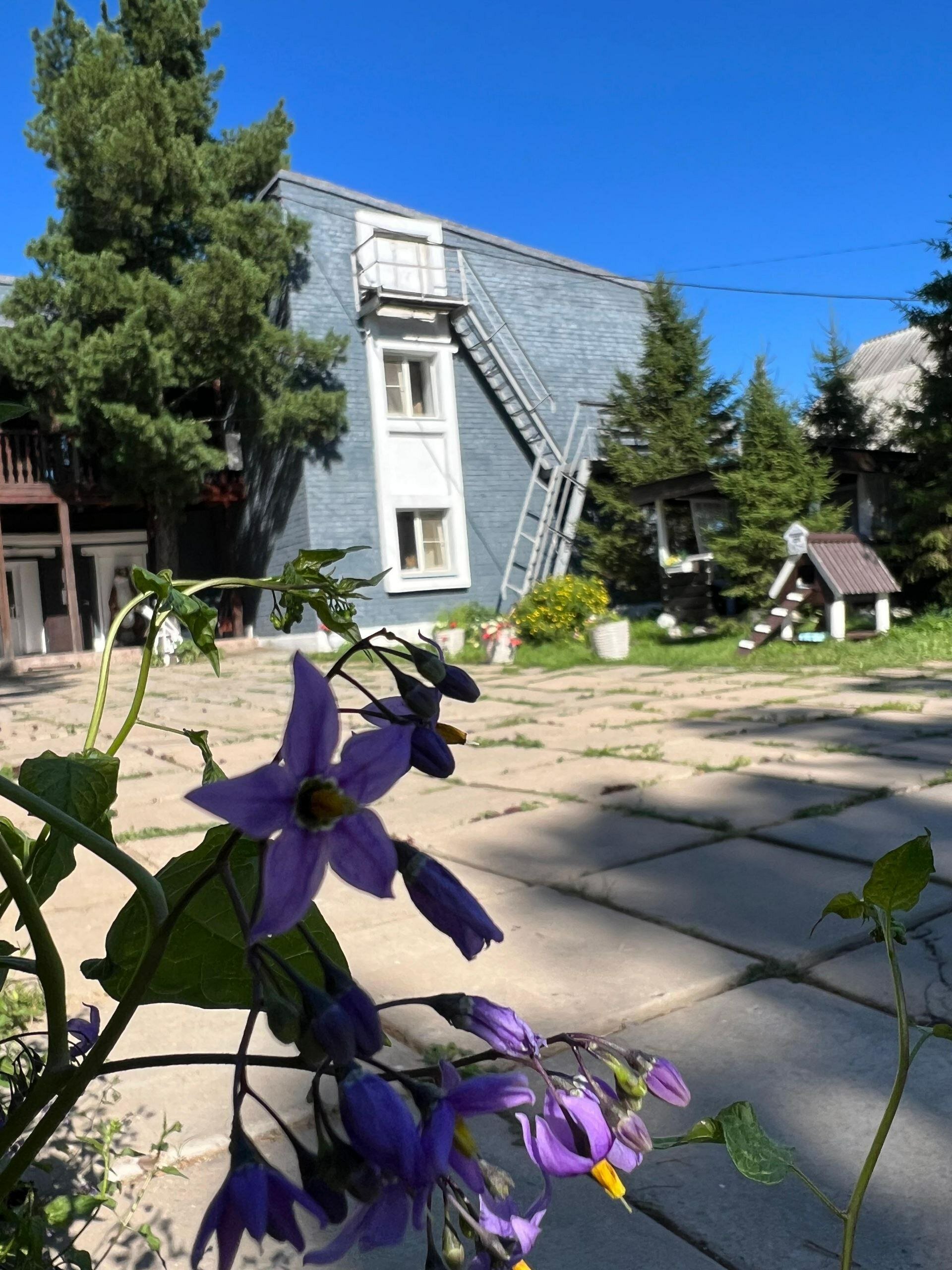 Фото Подснежник