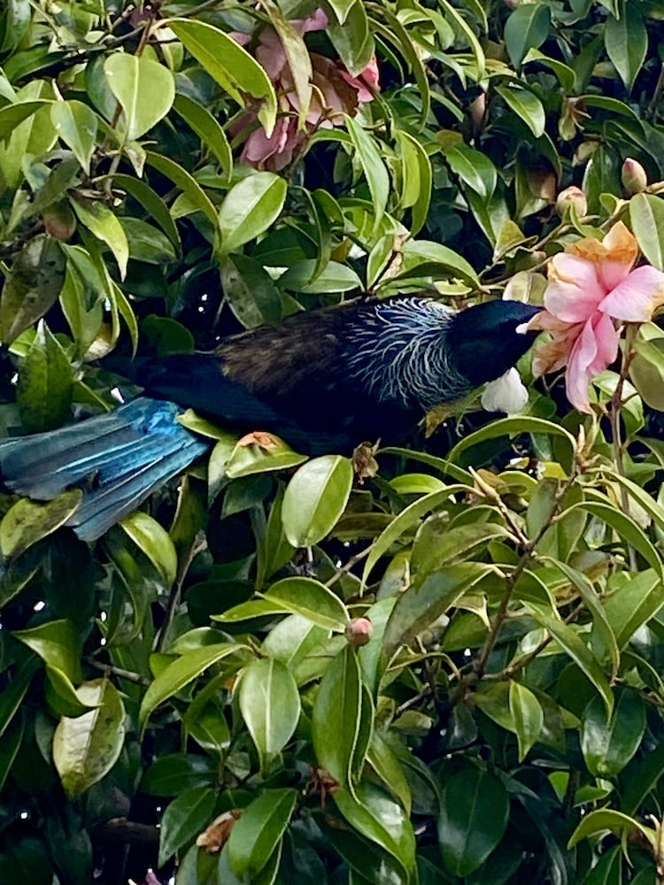 Фото Heritage Park Lodge