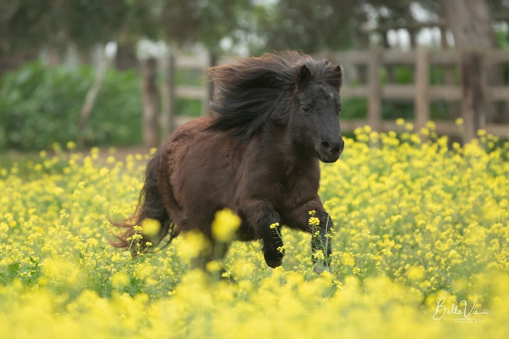 Фото Cortijo el Indiviso