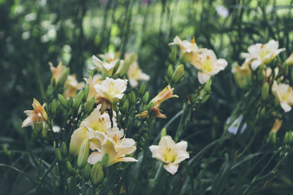 Фото The Old Saco Inn