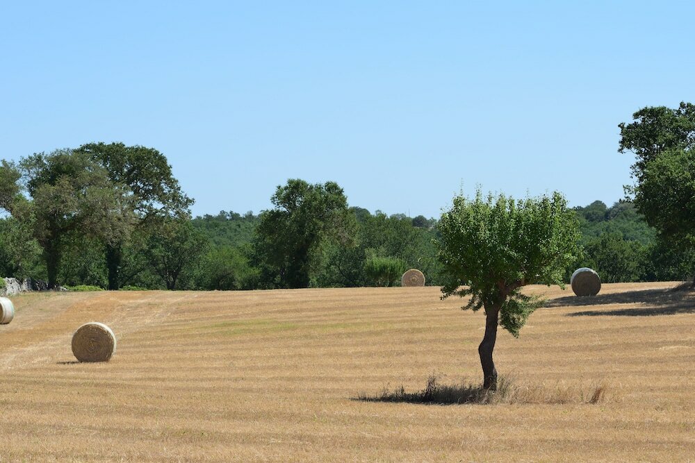 Фото Masseria Calandrella