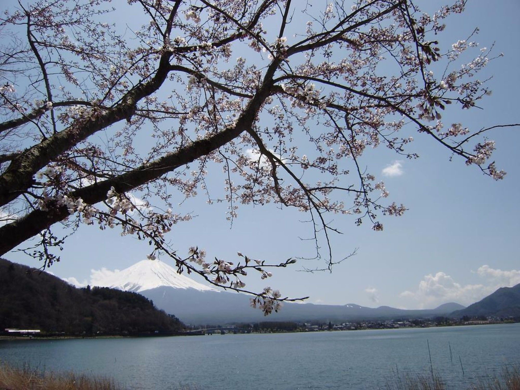 Фото Lupinus Kawaguchiko