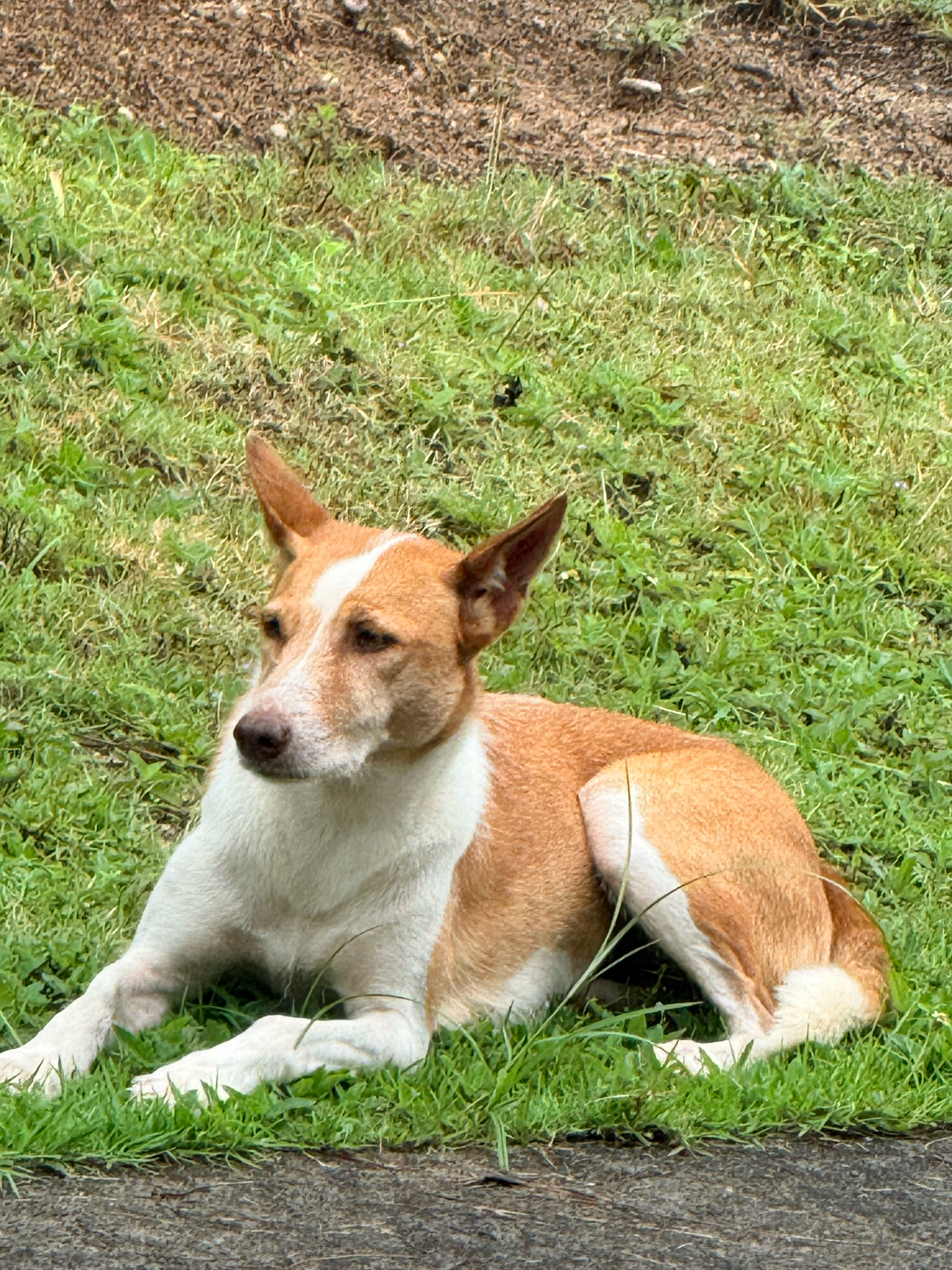 Фото The Sunset Beach Resort Koh Kho Khao