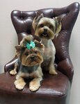 Dog Corleone (Sedova Street, 42к2) ، صالون حيوانات أليفة