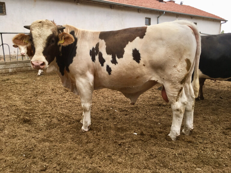 Intensive animal farming Kilicarslan Meat Milk Farm, Konya, photo