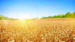 Niva, Spk (selo Novonadezhdino, Sovetskaya ulitsa, 26), agricultural enterprise