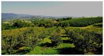 Tenuta Fortelongo
