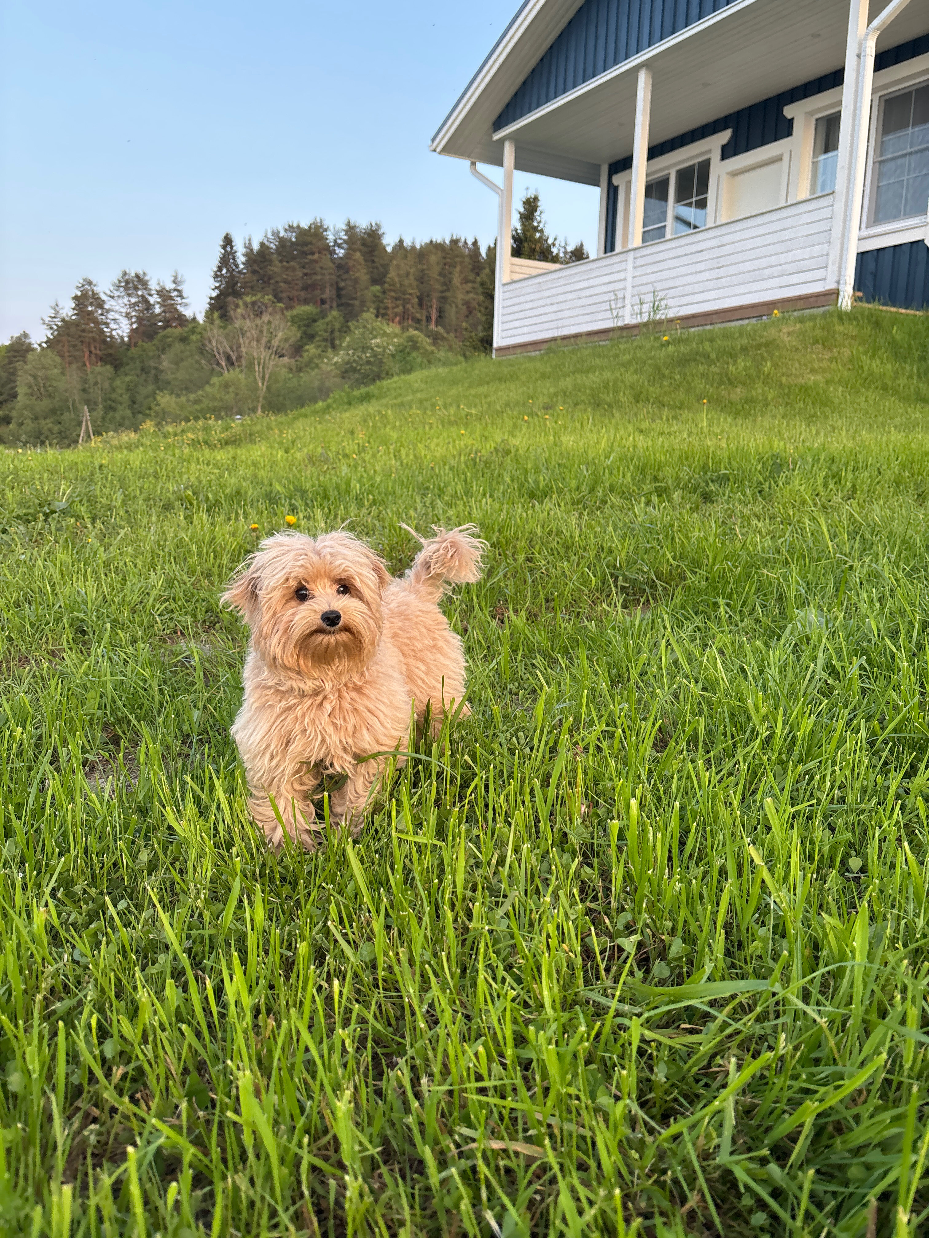 Фото Черника в Сонном заливе