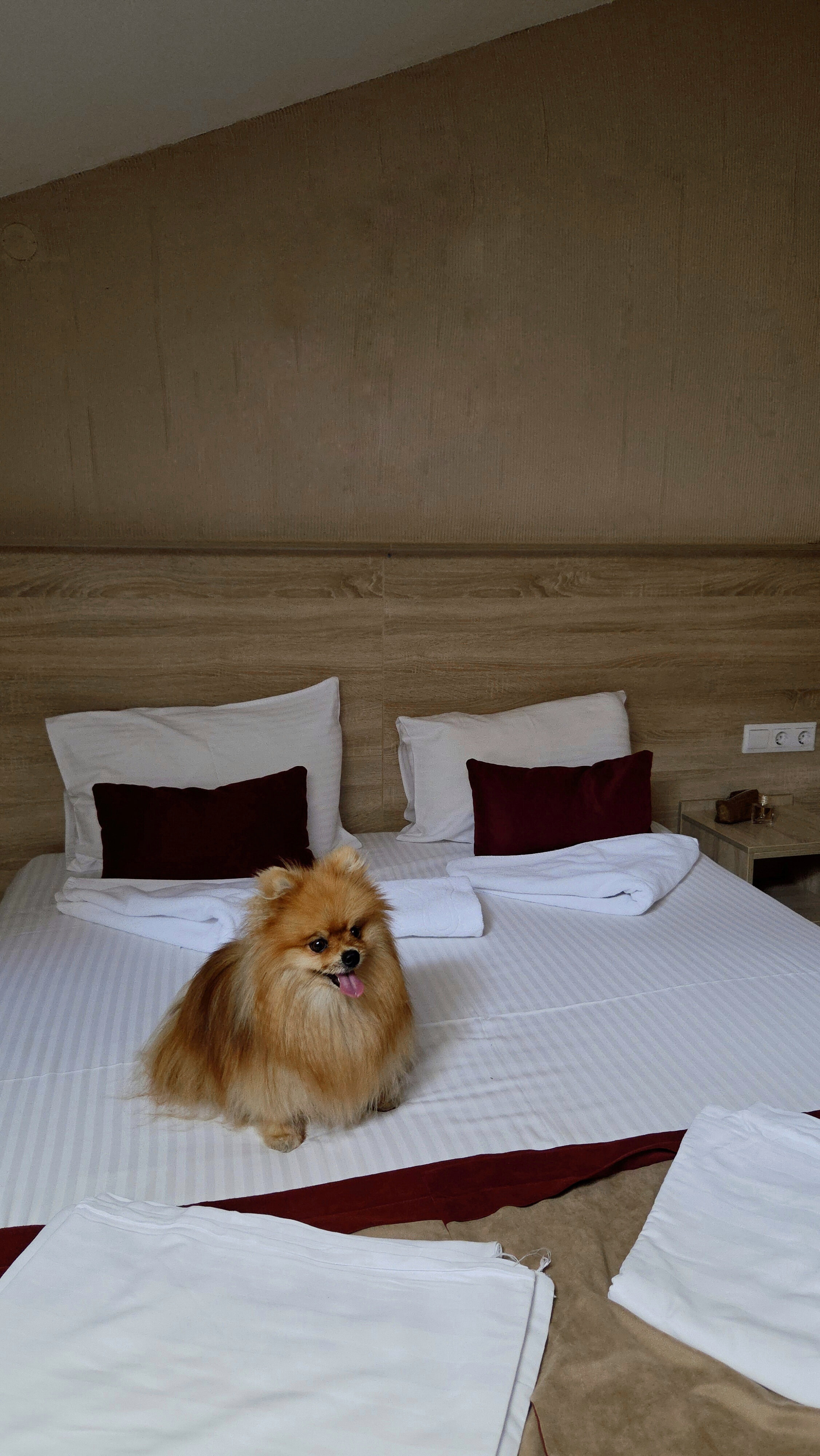 Фото Летучая мышь