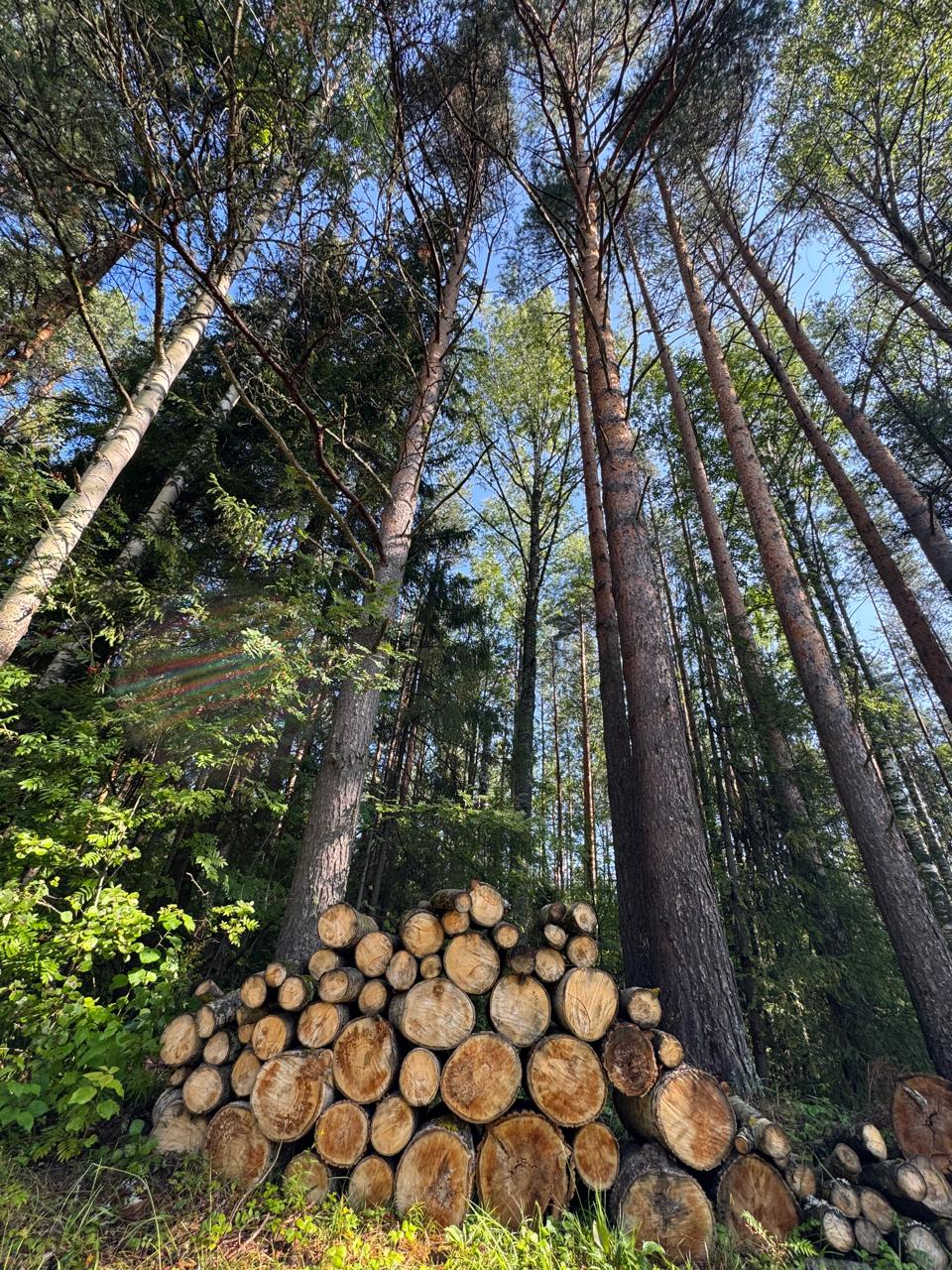 Фото Сибирянка