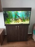 Ancistrus (Moscow, MKAD, 14th kilometre, 23), aquariums