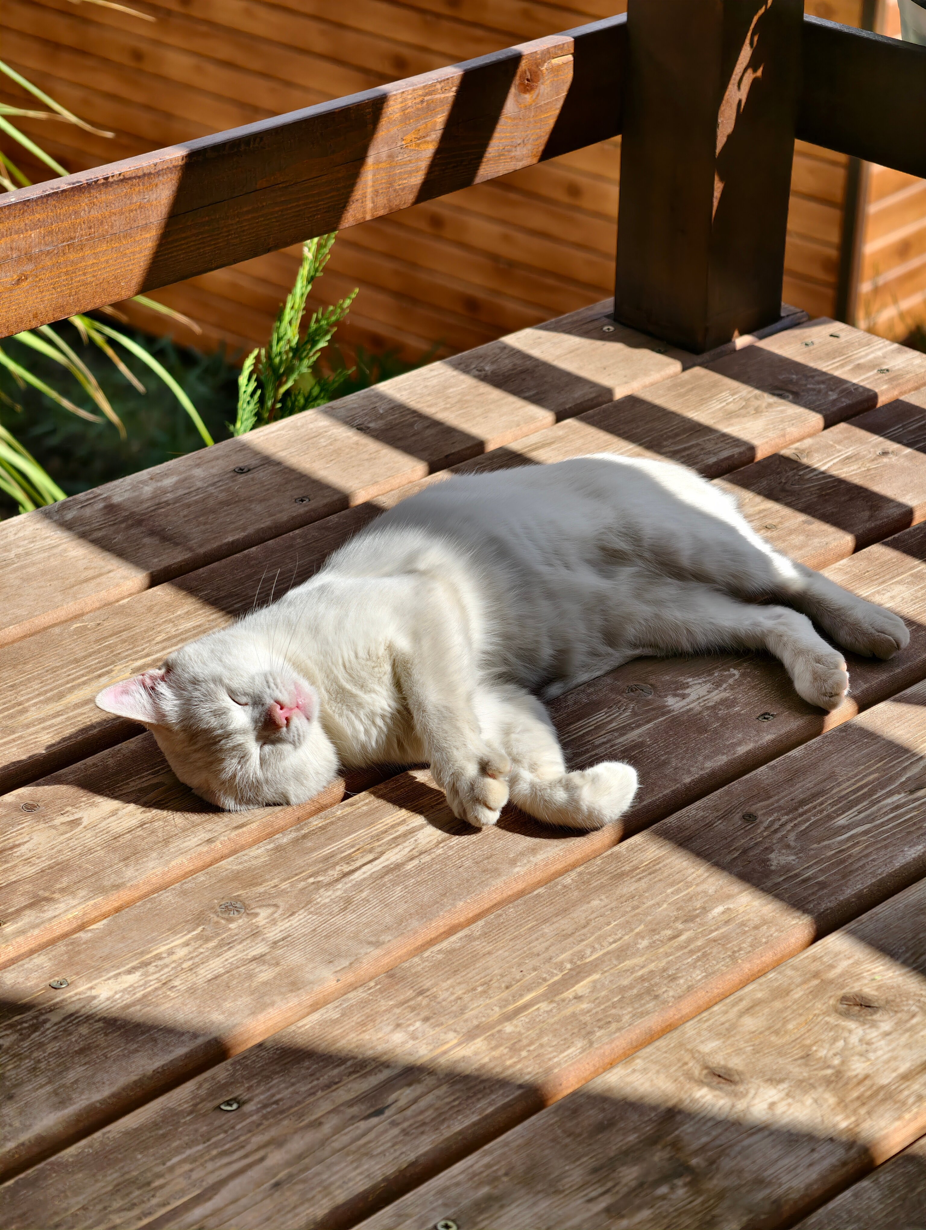 Фото Видовой