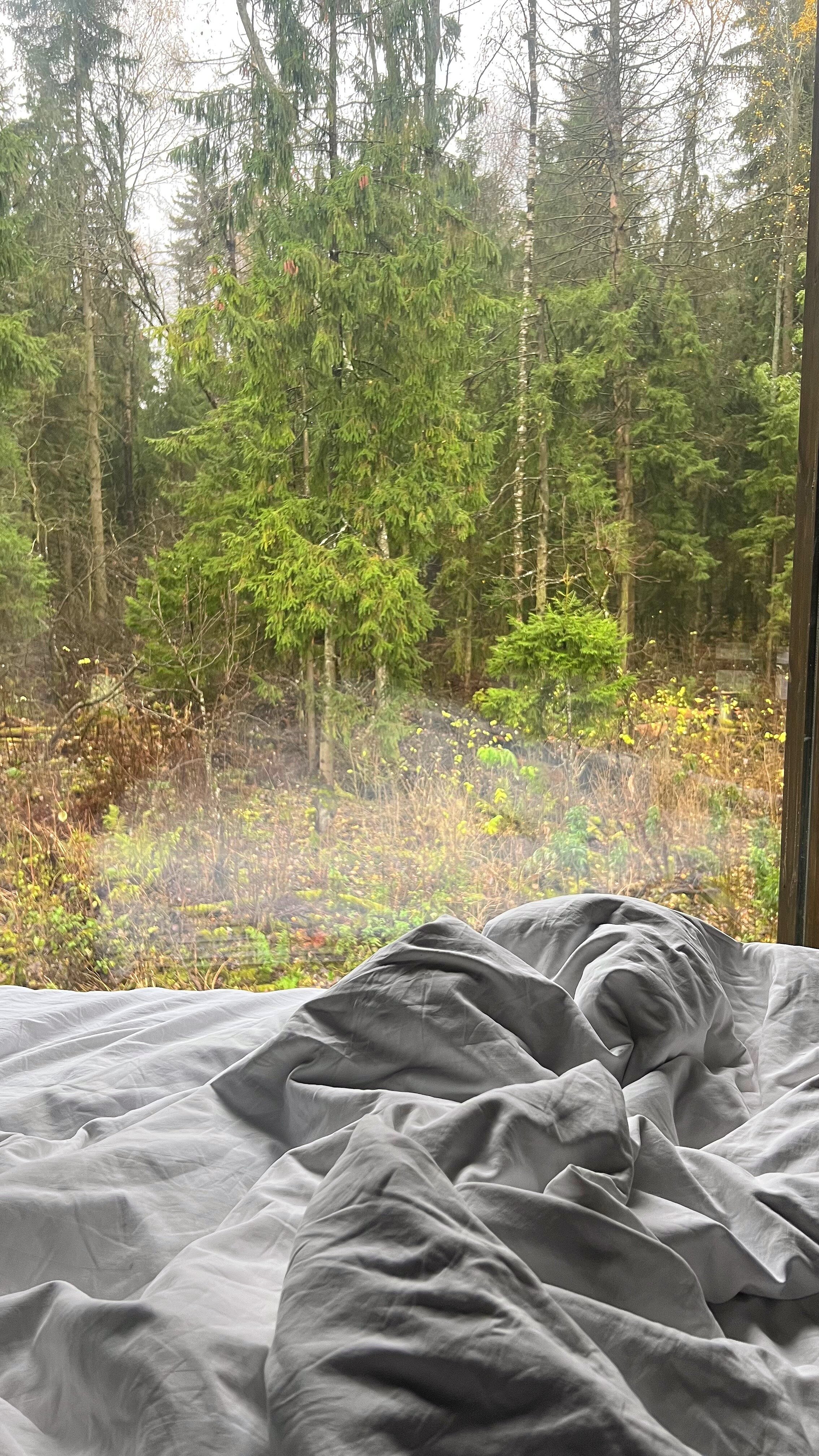 Фото Дзен в лесу