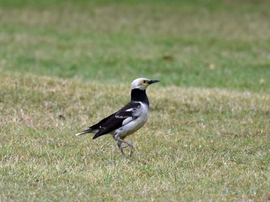 Фото Doltara Boutique Resort