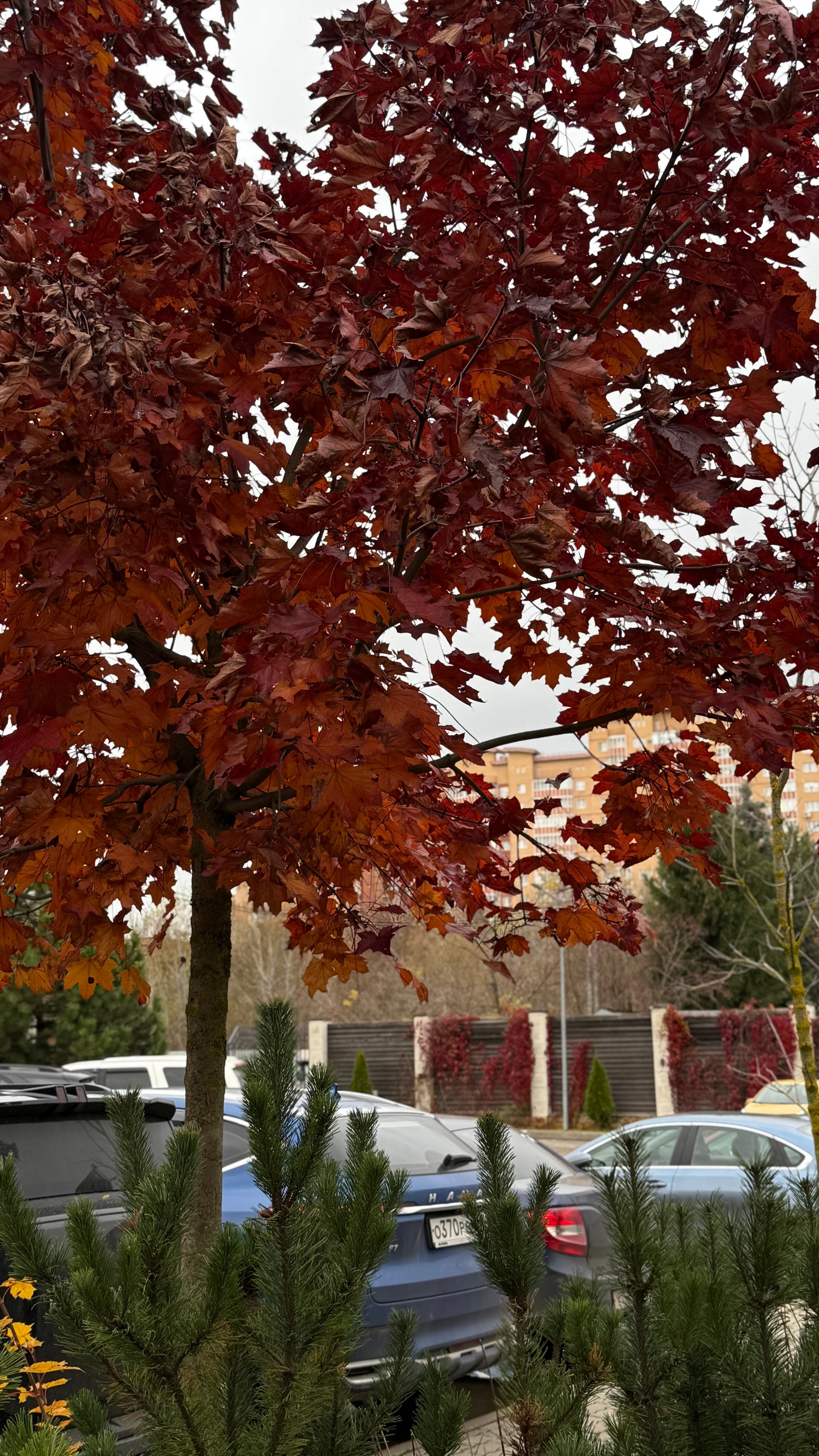 Фото Теплица парк