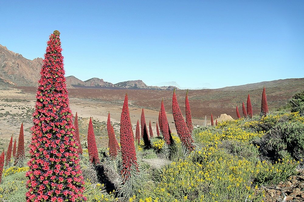 Фото Hotel Adonis Pelinor