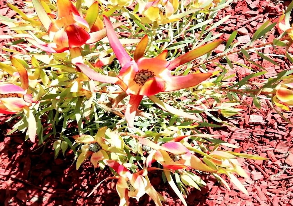 Фото De Wingerd Wijnland Lodge