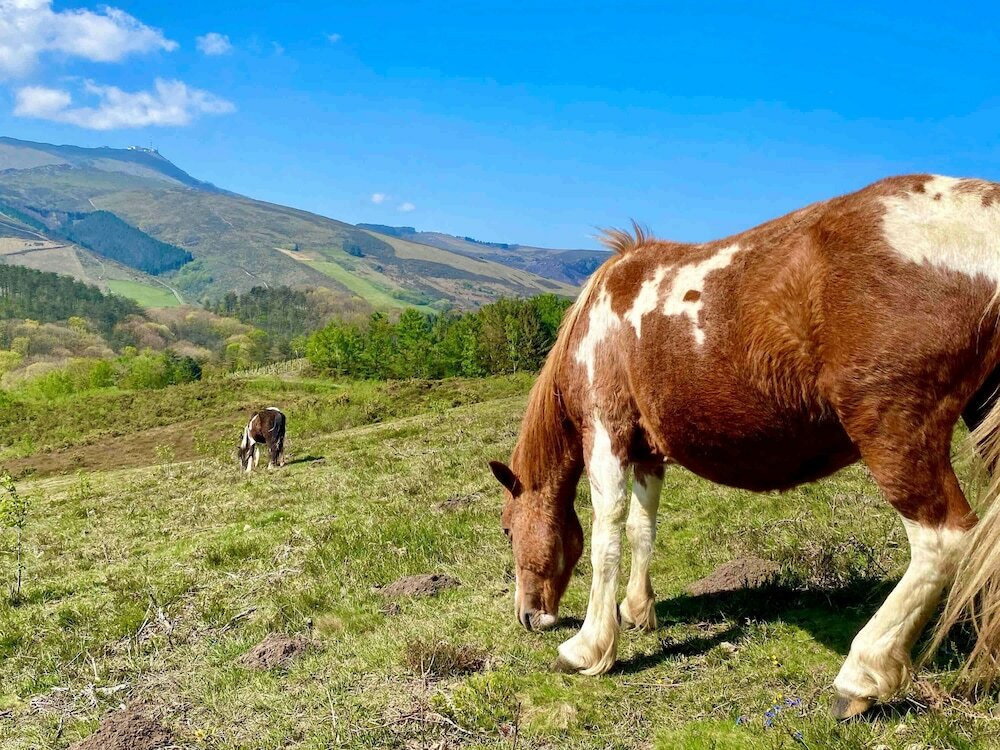 Фото Hôtel Mercure Le President Biarritz Centre