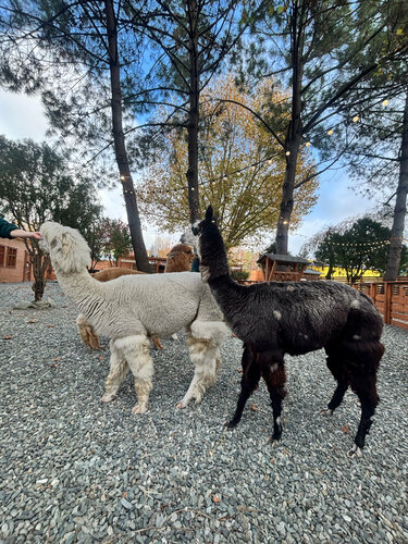 Zoo Альпака Парк, Sochi, photo