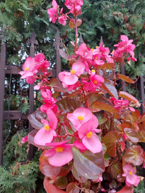 Ария — фото 30