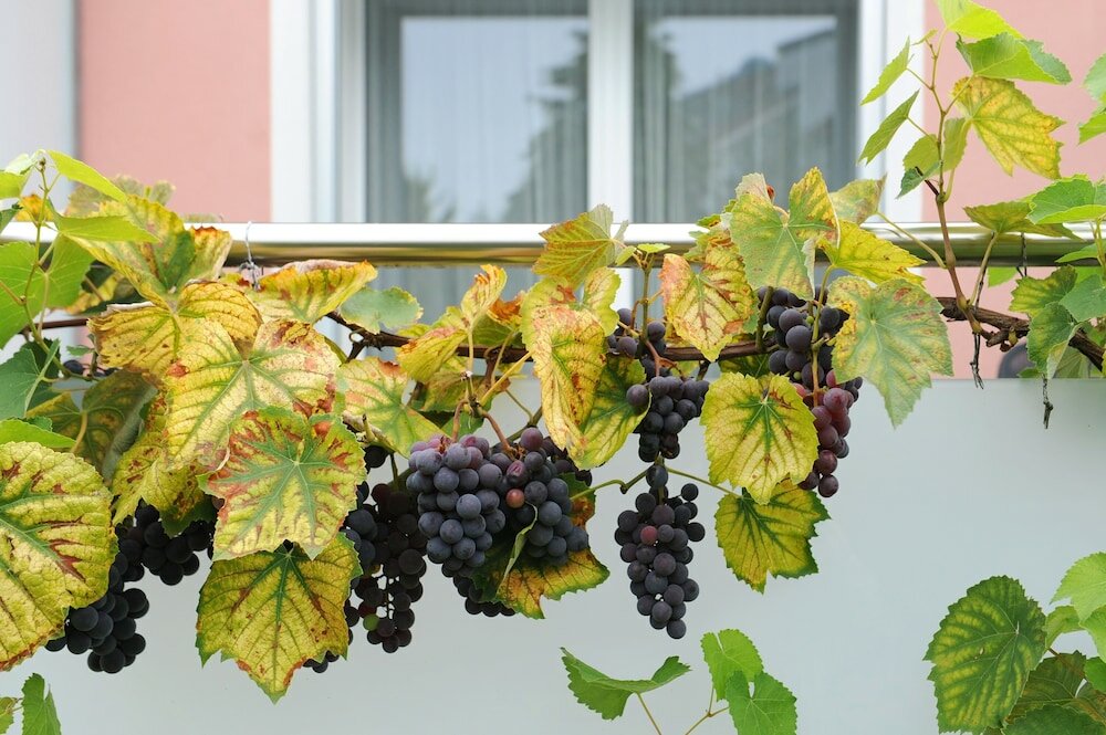 Фото Hotel Derby Interlaken - Action & Relax Hub