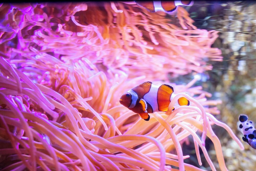 Фото Renaissance Tampa International Plaza Hotel