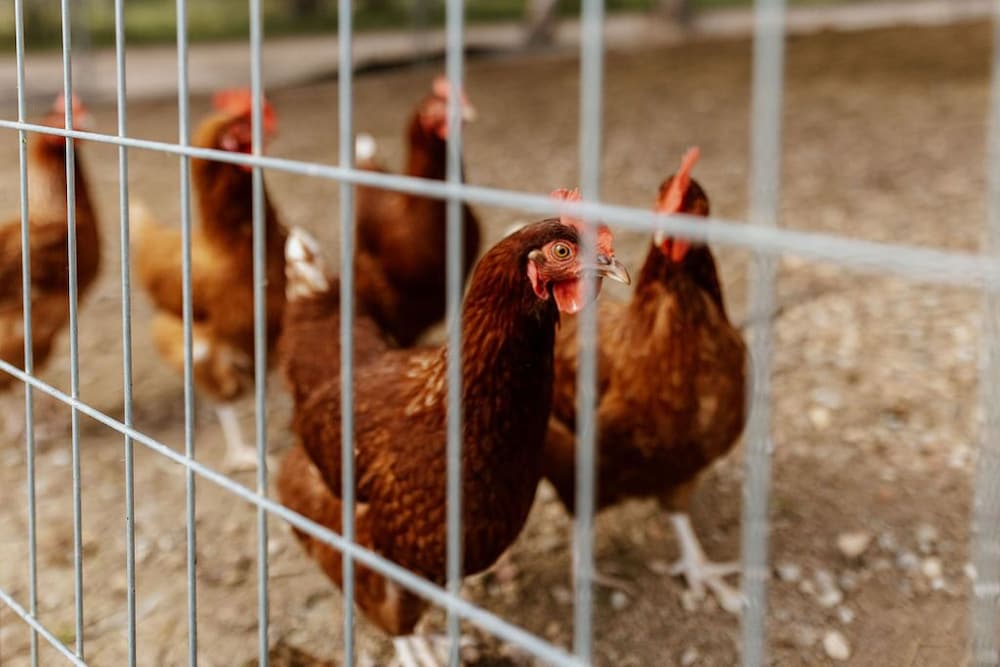 Фото Tindarra Resort