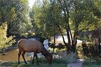 Фото Highland Haven Creekside Inn