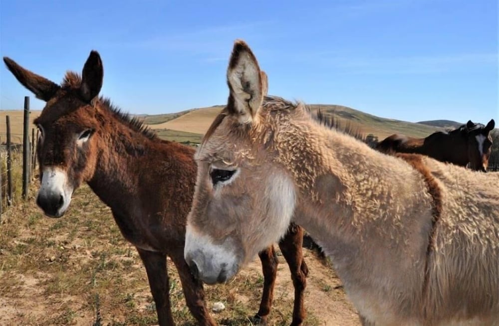 Фото Anna Beulah Farm