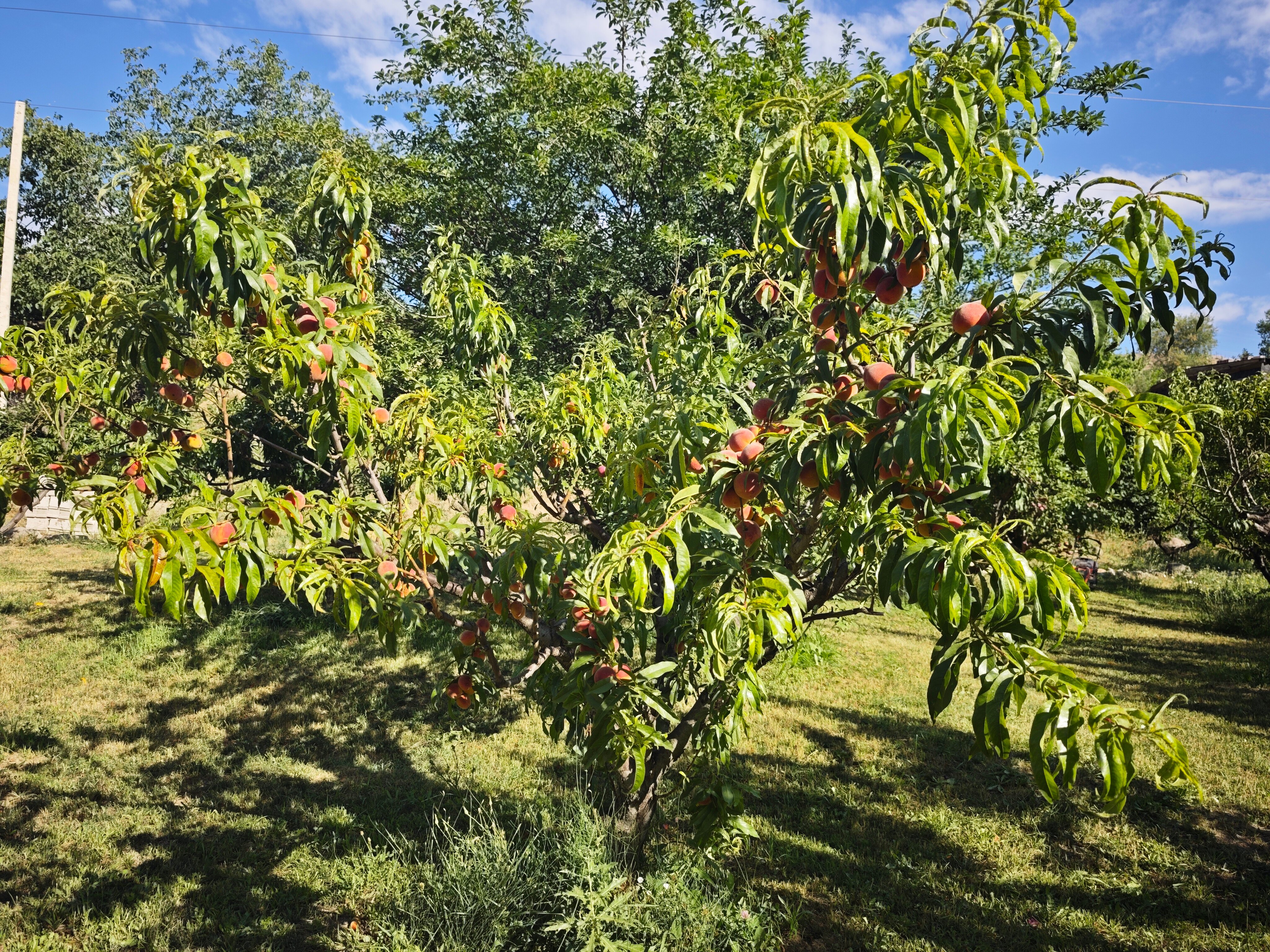 Фото Areni Lodge