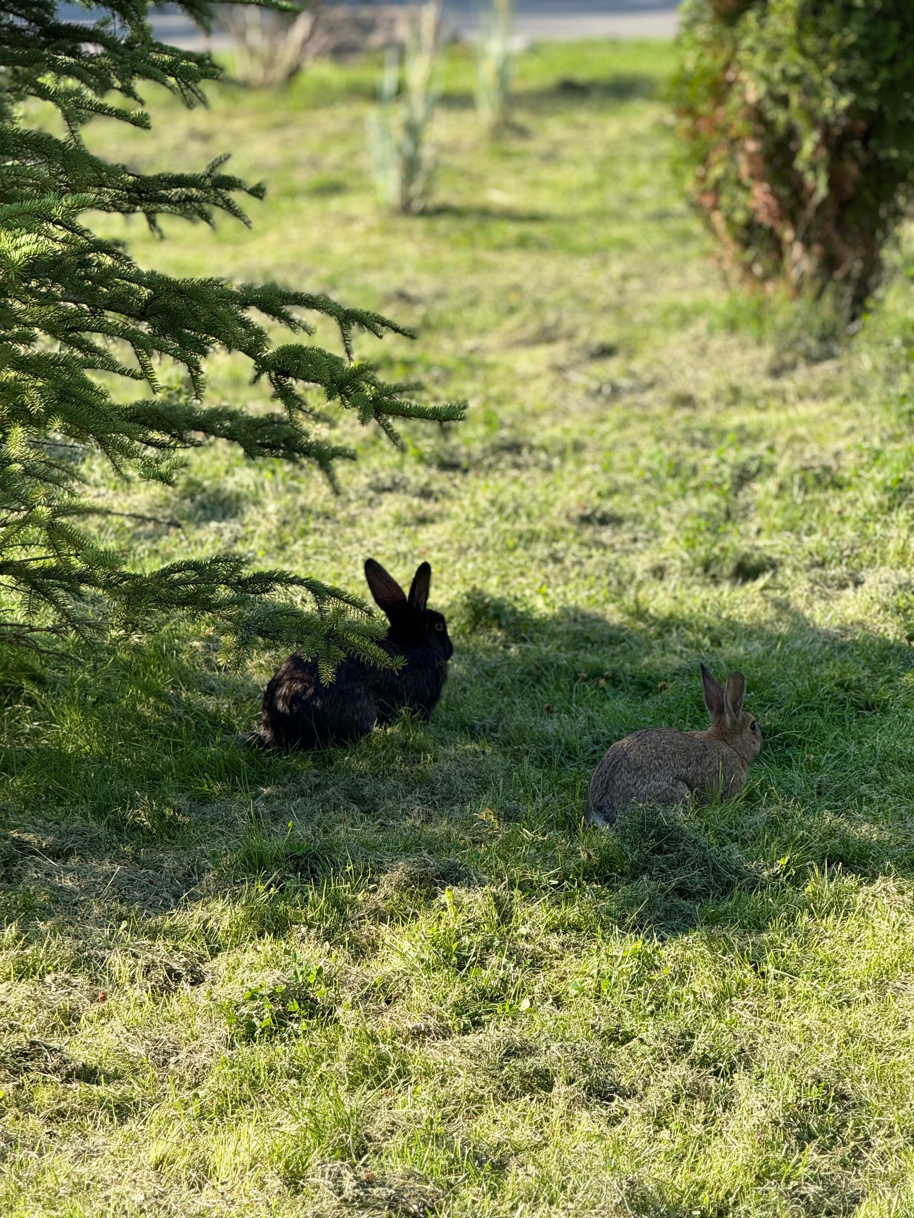 Фото Рябина от Васта