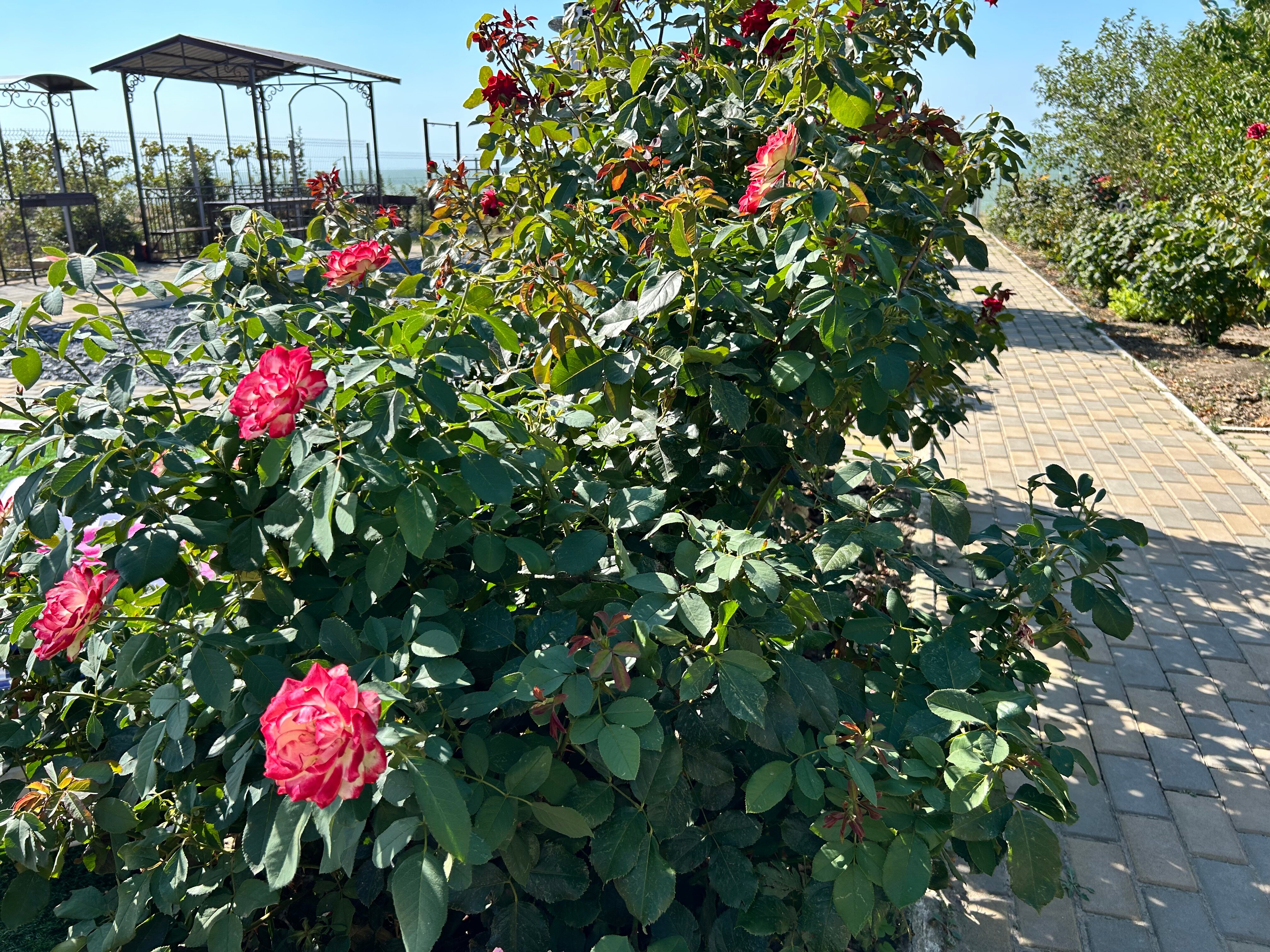 Фото Стефания на Николаевской