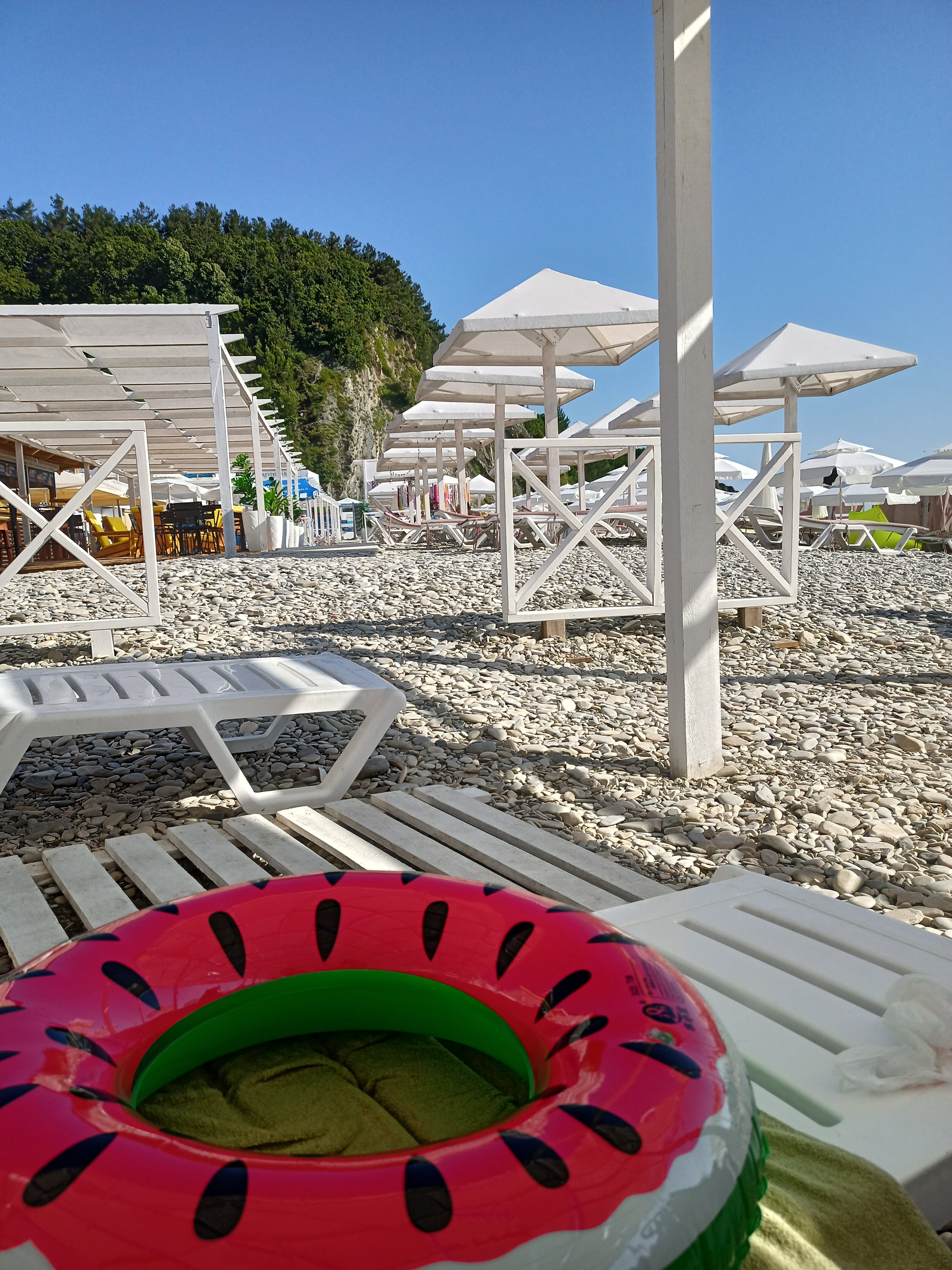 Фото Кипарис