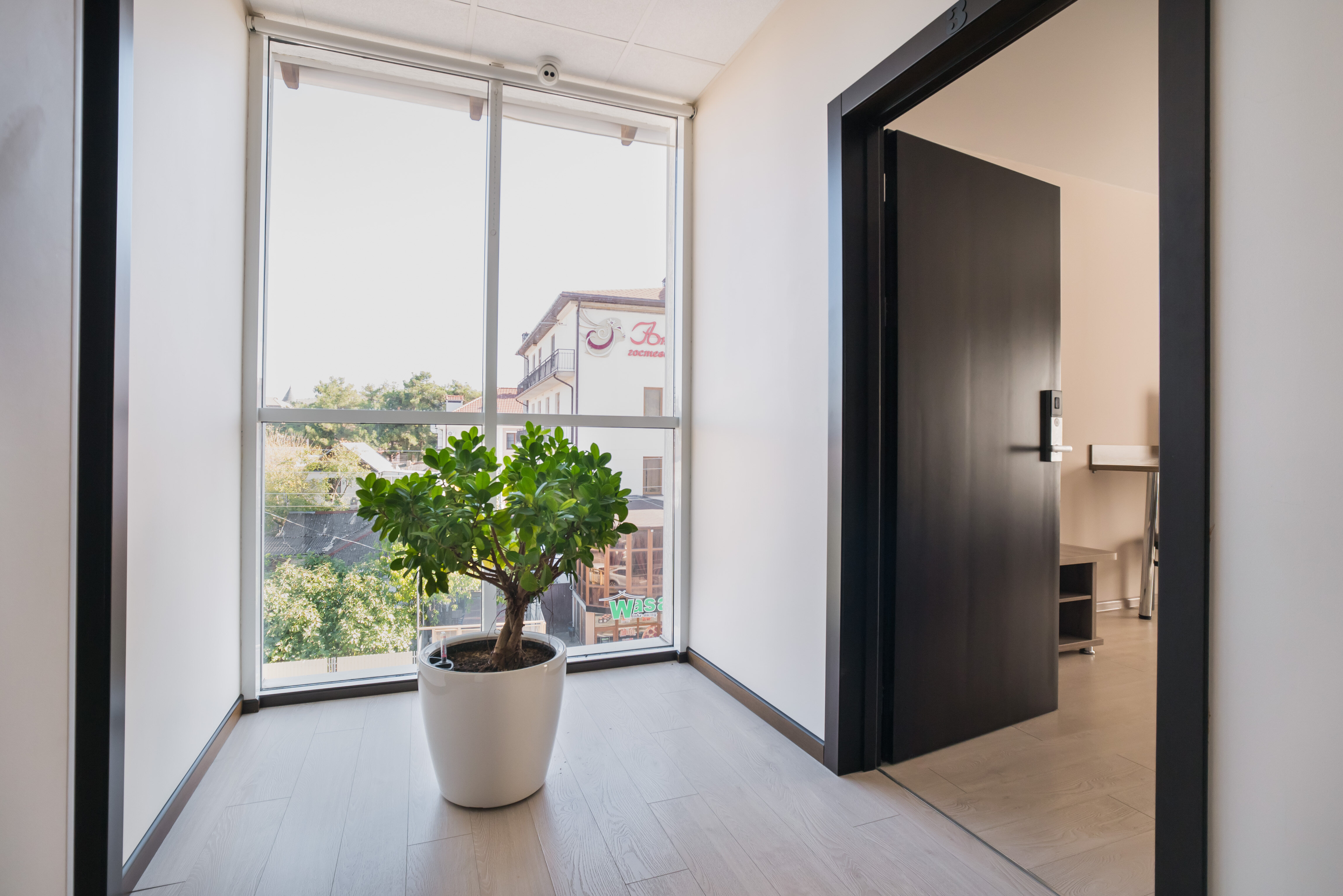 Фото Абрикос Плюс