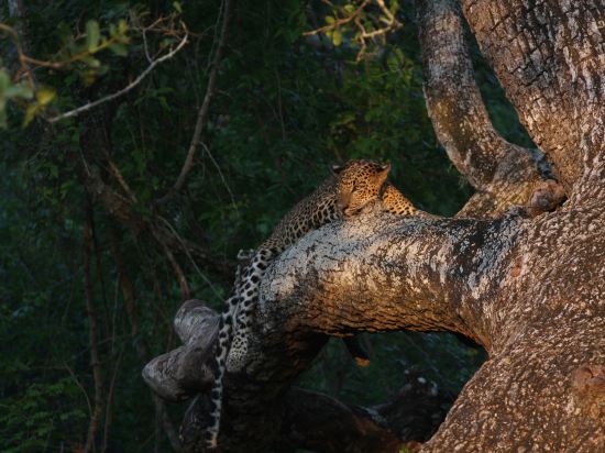 Фото Jetwing Yala