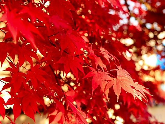 Фото Hotel Hokke Club Hiroshima