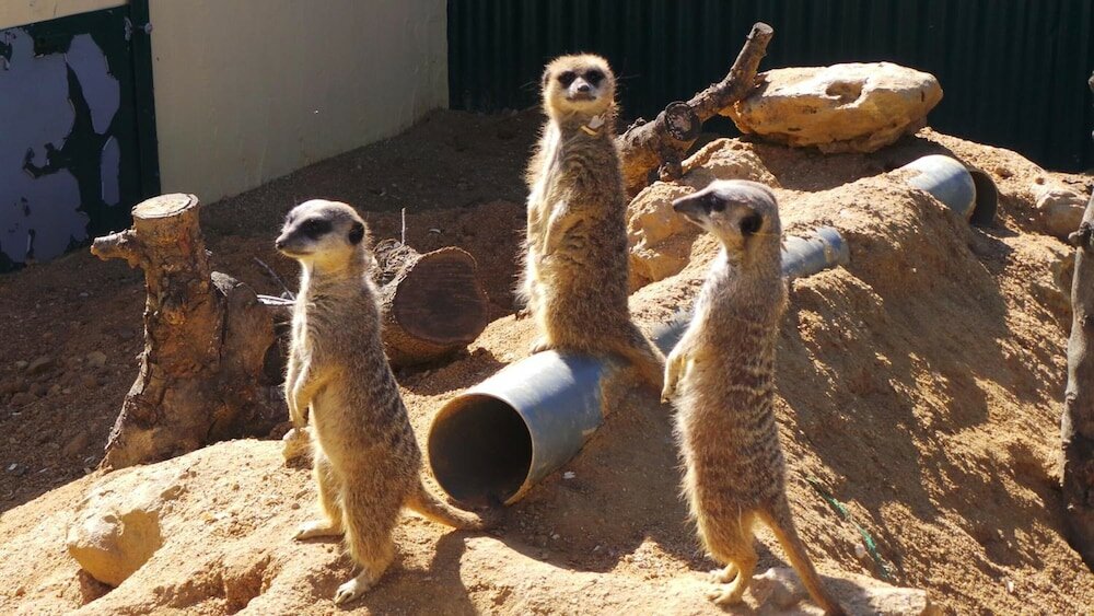 Фото Centre Algarve