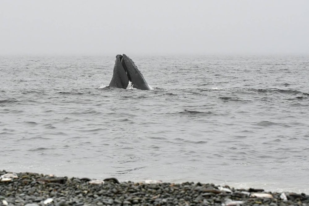 Фото Edge of the Avalon Inn