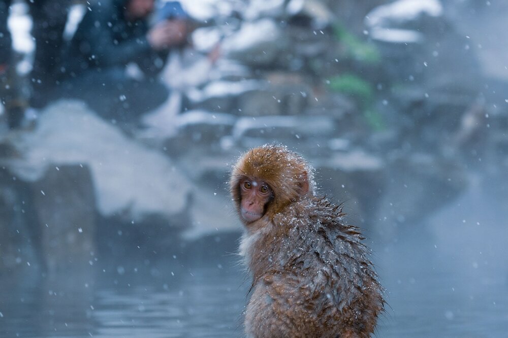 Фото Ryokan Suminoyu in Shibu Onsen Nagano