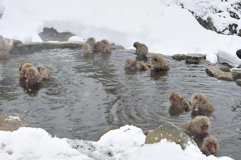 Фото Yudanaka Seifuso