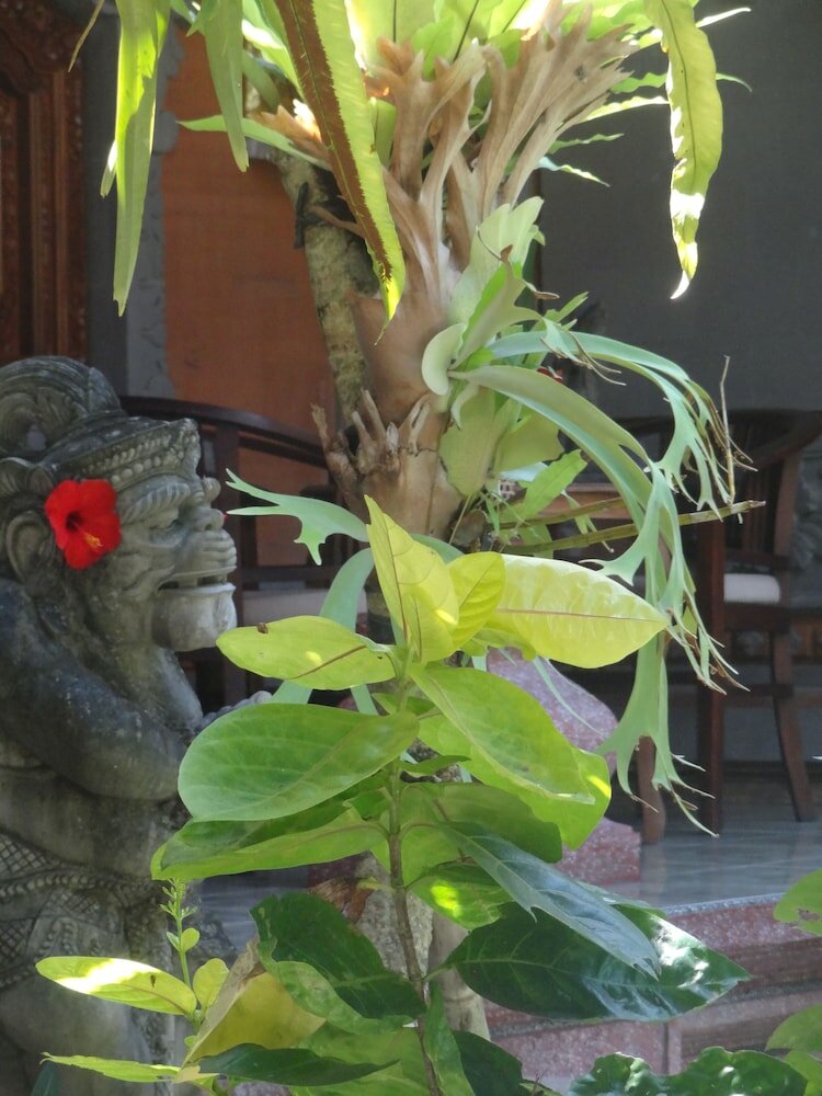 Фото Hibiscus Cottages