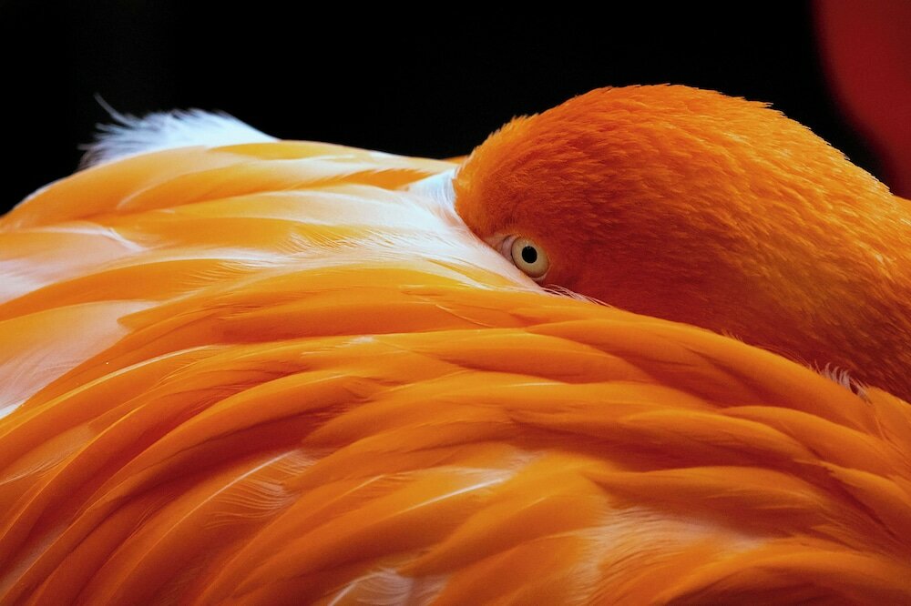 Фото Crowne Plaza Dallas Downtown