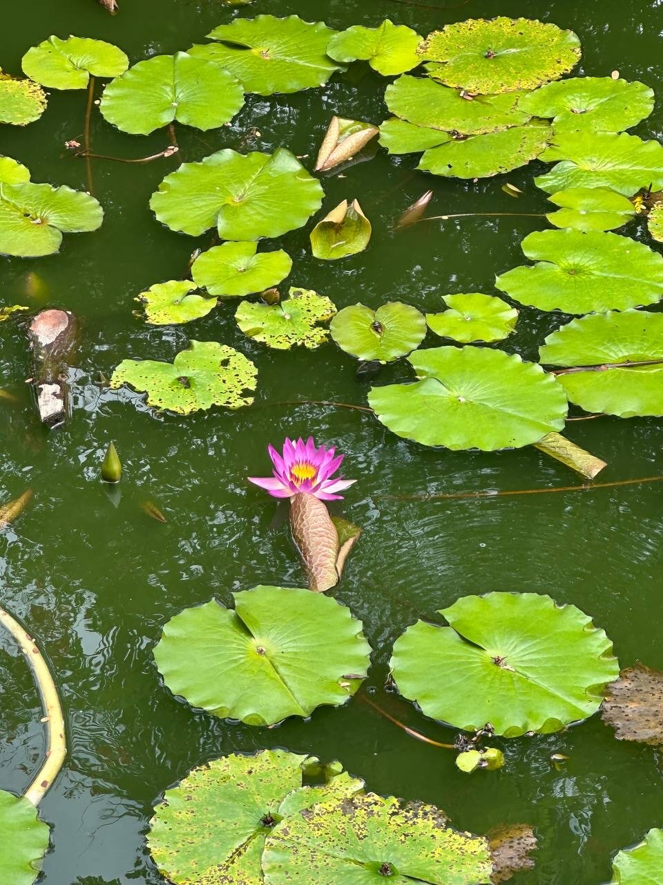Фото Yalong Bay Mangrove Tree Resort