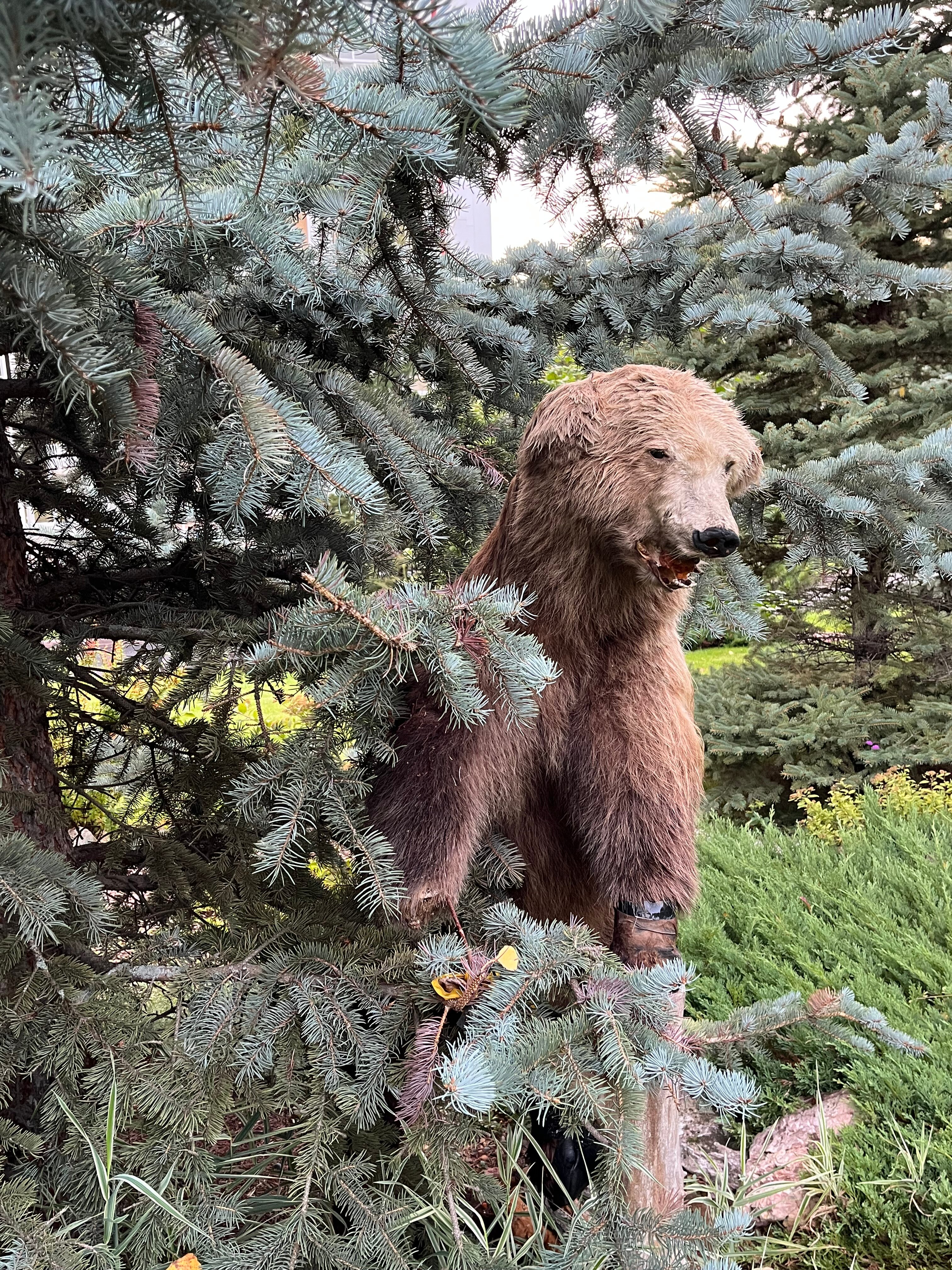 Фото Борисовский