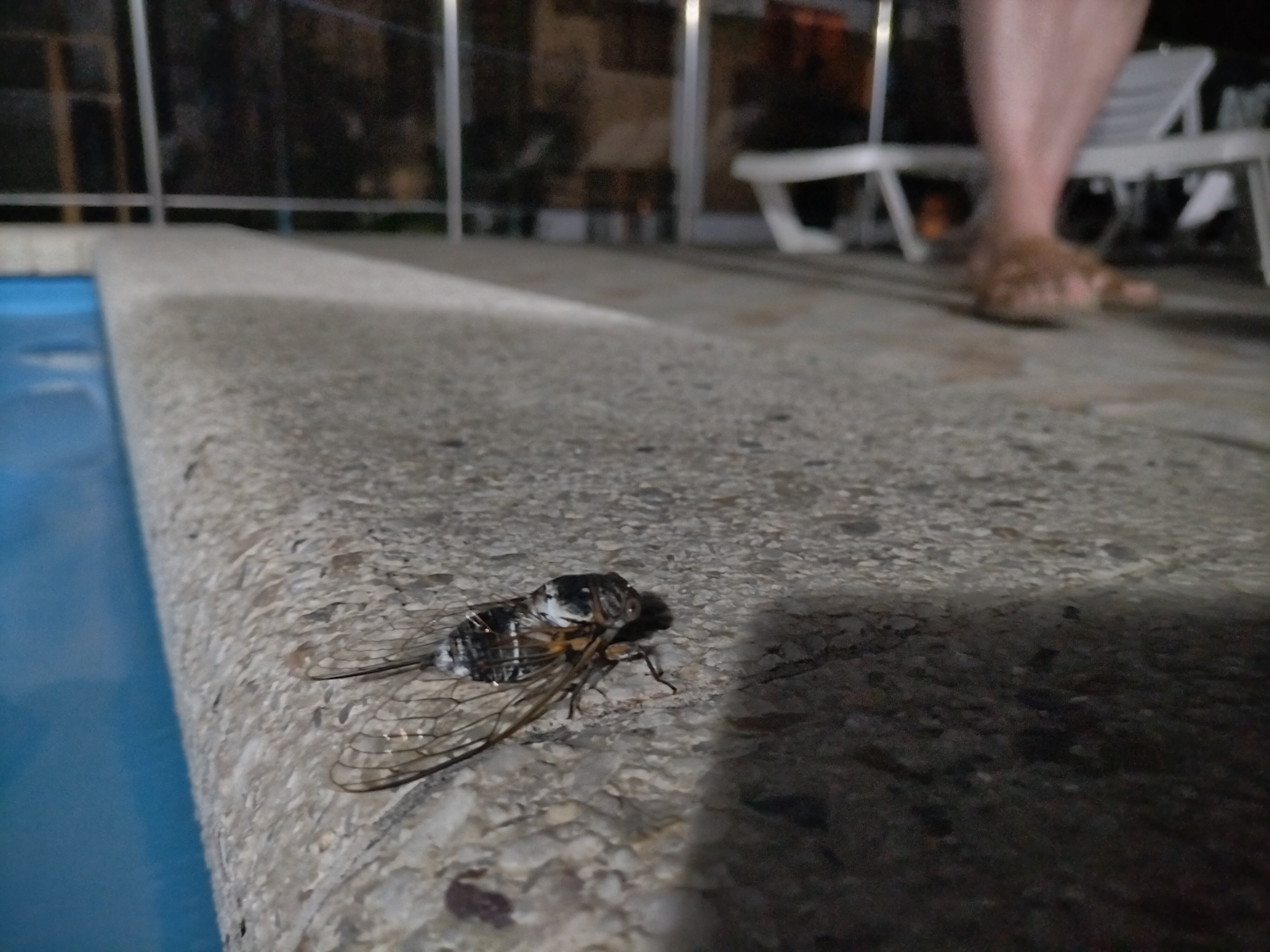 Фото Лесная Сказка Resort Inn