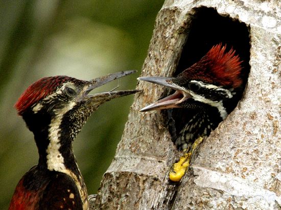 Фото Big Game Yala by Eco Team