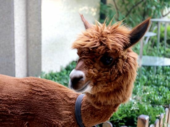 Фото Sheraton Jinan Hotel