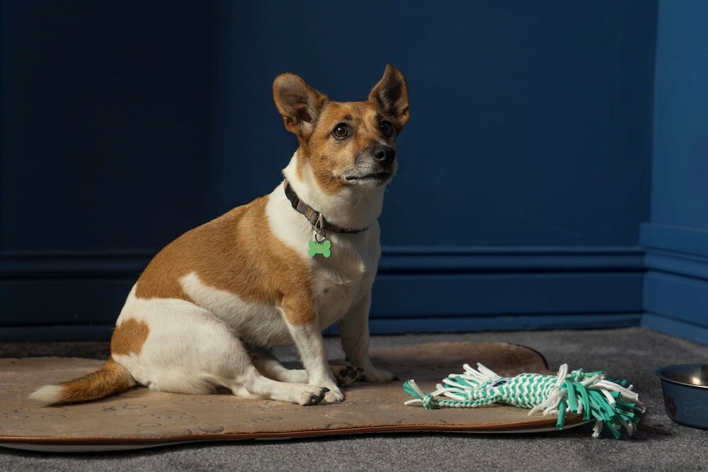 Фото Introvert Maria Luisa