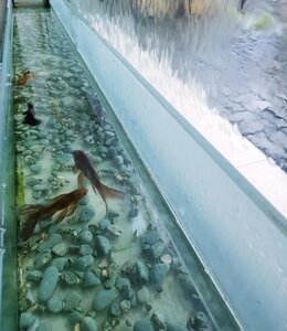 Гостиница Mangga Dua Hotel Makassar