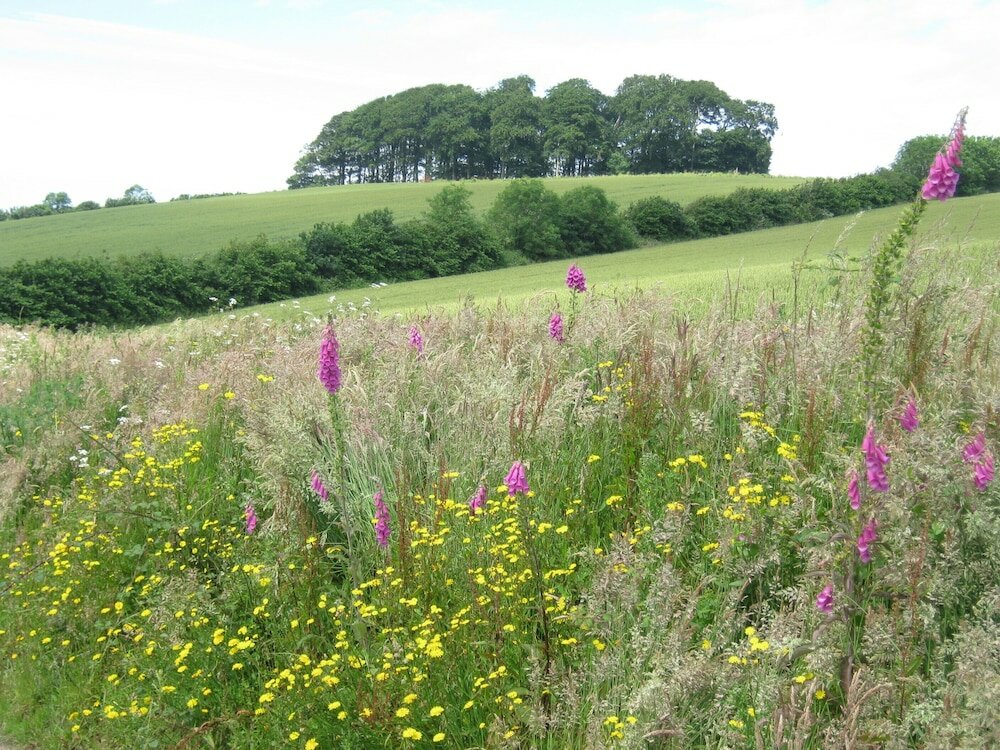 Фото Hollamoor Farm B&b